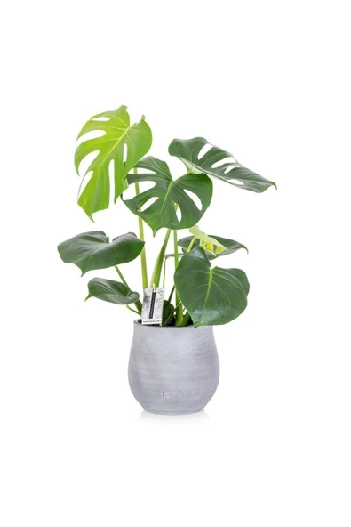 Monstera Delıcıosa Deve Tabanı Ev Bitkisi Salon Bitkisi Ofis Bitkisi - Resim 3