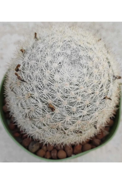 Mammillaria Microthele - 2