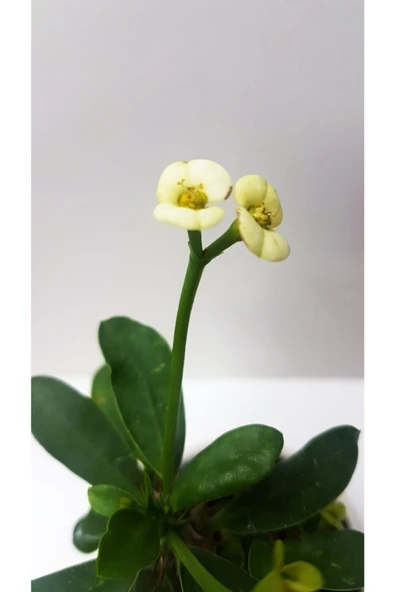 Seramik Saksılı Diken Tacı - Resim 4