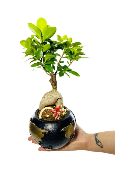 Siyah Dünya Serisi Ficus Gingseng Bonsai Tasarım - Resim 3