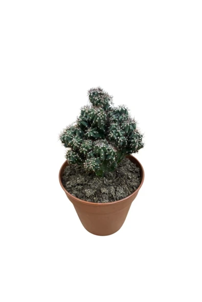 Cereus Peruvianus Montrose Kaktüs ürün görseli