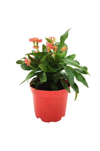 Euphorbia Milii Dikenler Tacı Pembe Çiçek 8,5cm Saksı ürün görseli 1