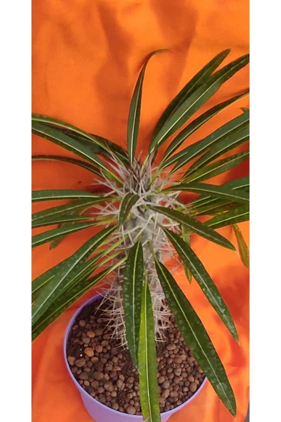 Madagaskar Palmiyesi-15 cm Saksıda - Resim 2