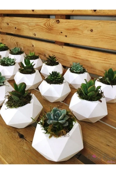 3 Geometrik Beton Saksıda 3 Adet Kaktüs ürün görseli 1