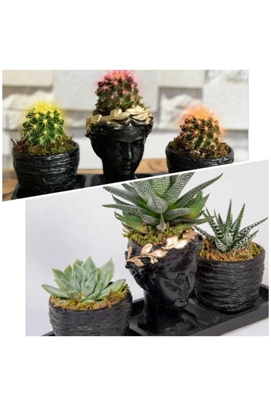 3'lü Helen Sukulent Kaktüs Seti ürün görseli 1