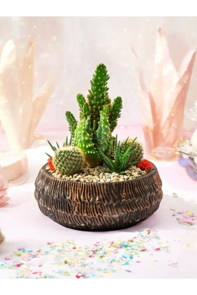 Taş Saksıda Kaktüs ve Sukulent Aranjman Seti Kod1 - Resim 4