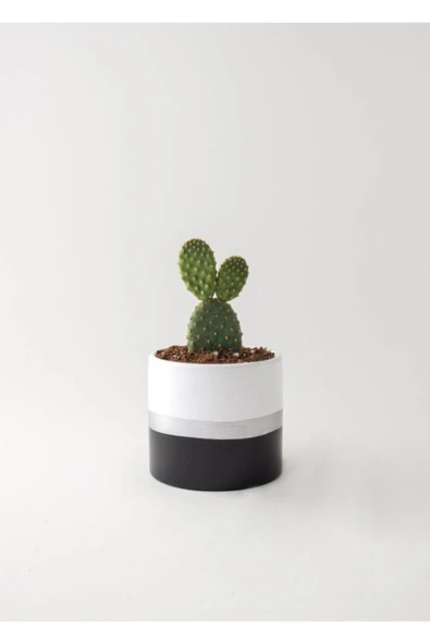 Silverline Beton Saksı Ve Canlı Kaktüs Çiçeği ürün görseli