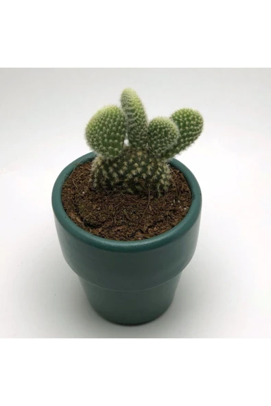 Gardenia Koyu Yeşil Beton Saksı Ve Canlı Tavşan Kulağı Kaktüs Çiçeği - Resim 2
