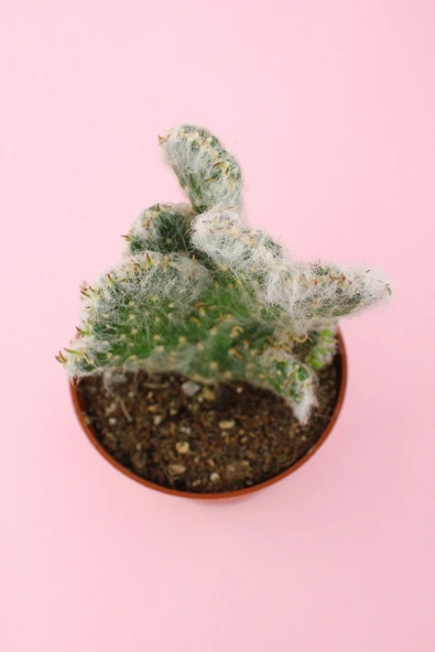 Opuntia Vestita Cristata - Resim 3