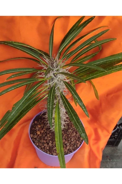 Madagaskar Palmiyesi-15 cm Saksıda ürün görseli