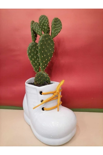 Seramik Buz Mavisi Papuç Saksıda Tavşan Kulağı Kaktüs Skulent ürün görseli