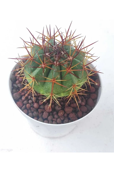 Melocactus--kaktüs ürün görseli