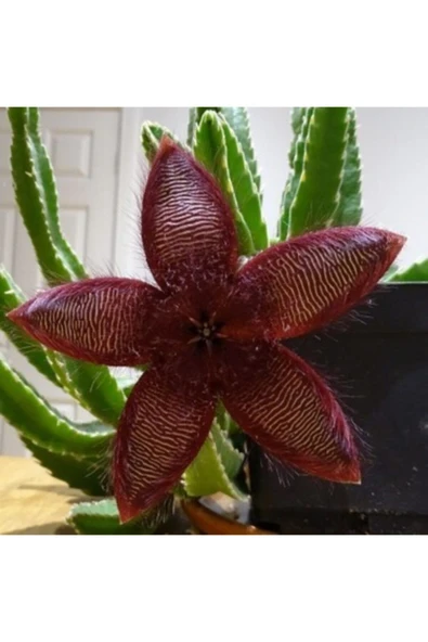 Leş Kaktüsü 10 Cm ürün görseli