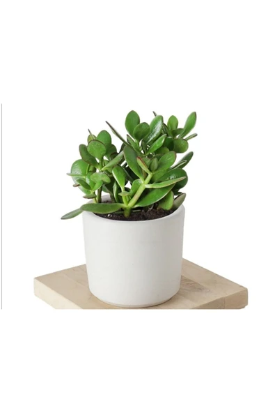5 Adet Crassula Ovata Şans Para Çiçeği Şık Dekoratif Saksıda - Resim 6