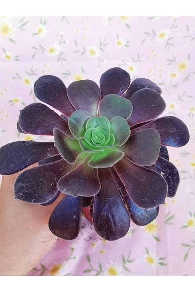 Aeonium Arboreum - Resim 2