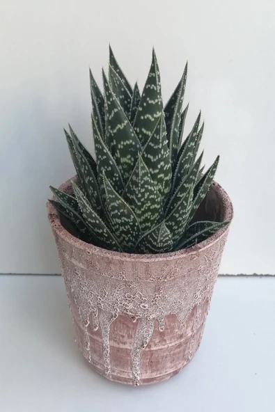 Seramik Saksıda Aloevera Sukkulent ürün görseli 1