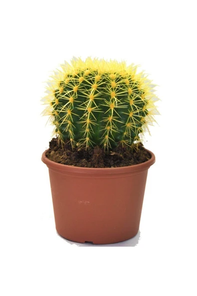 Echinocactus Grusonii Altın Fıçı Radyasyon Emici Kaktüs 12.cm Büyük Saksıda