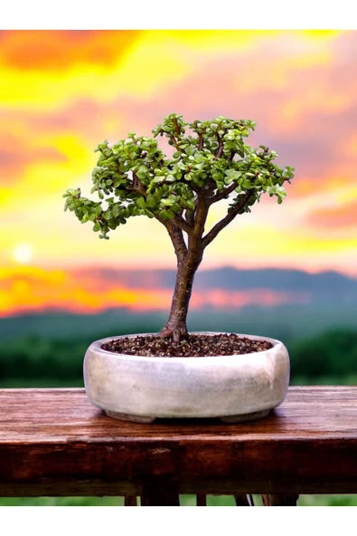 Bonsai saksısı ( Bonsai Hediyeli) - Resim 4