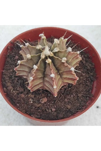 Gymnocalycium Mihanovichii 3 Lü Set - Resim 3