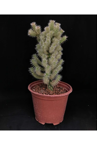 Cylindropuntia Spinosior / Baston Kaktüs 10 Cm Saksı