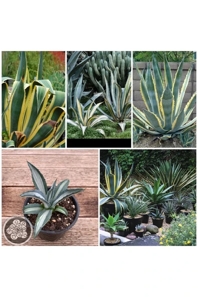 Agave Americana Fidesi ürün görseli