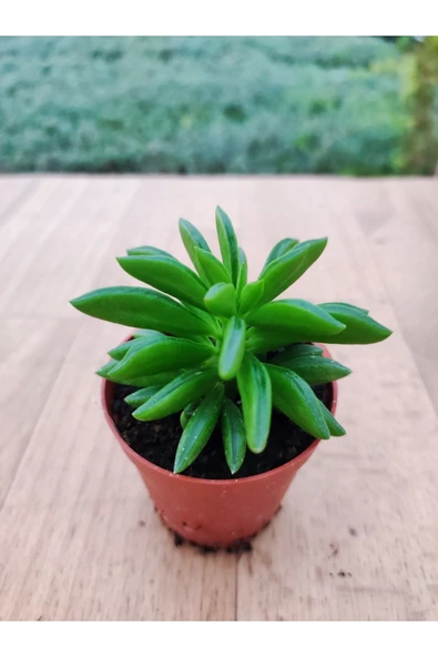 Peperomia Nuvelis ( 5,5 Cm Saksıda ) Nadir Tur Sukuklent ürün görseli