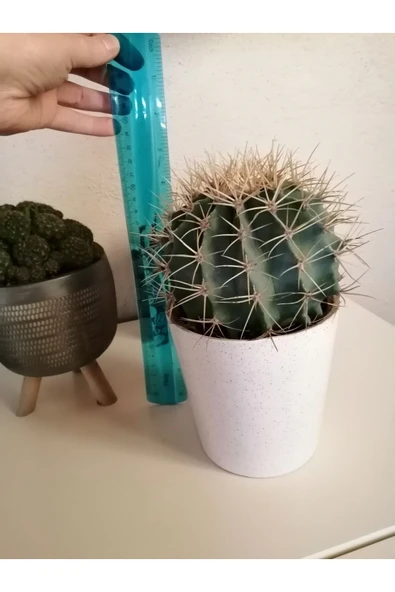 Kaktüs Büyük Boy Seramik Saksıda Çevre Ölçüsü 60cm - Resim 4