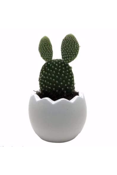 Beyaz Mini Egg Beton Saksı Ve Canlı Tavşan Kulağı Kaktüs Çiçeği ürün görseli