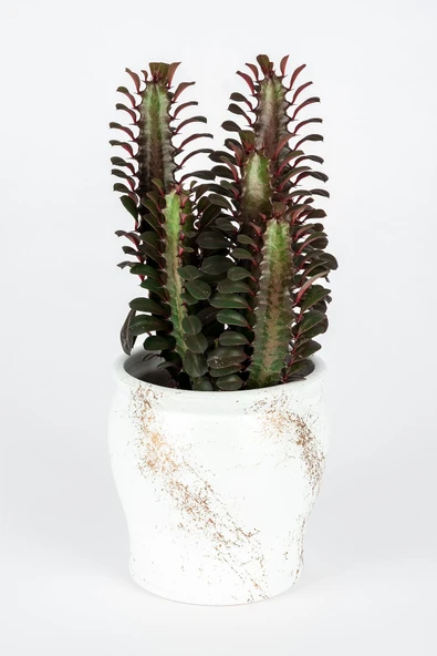 Dekoratif Saksıda Euphorbia Trigona Kaktüs ürün görseli