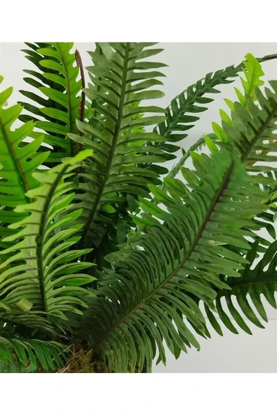Plastik Saksıda Nephrolepis (Aşk Merdiveni) Bitki 60cm - Resim 2