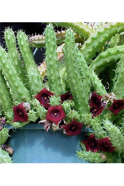 3 Çeşit Leş Kaktüsü 5.5 Saksıda - Resim 5