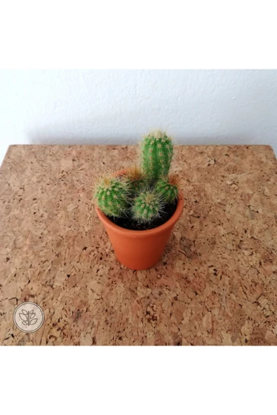 Ithal Seramik Saksıda Parodia Leninghausii Kaktüs - Resim 2