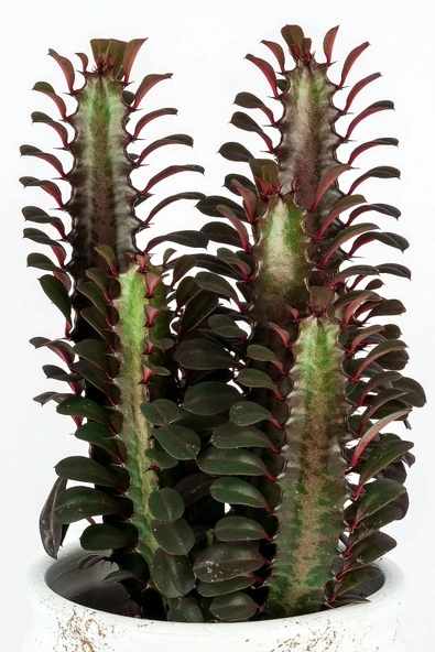 Dekoratif Saksıda Euphorbia Trigona Kaktüs - Resim 2