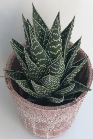 Seramik Saksıda Aloevera Sukkulent - Resim 2