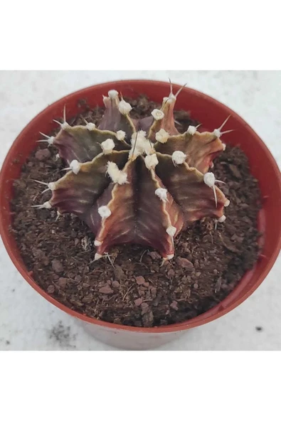 Gymnocalycium Mihanovichii 3 Lü Set - Resim 2