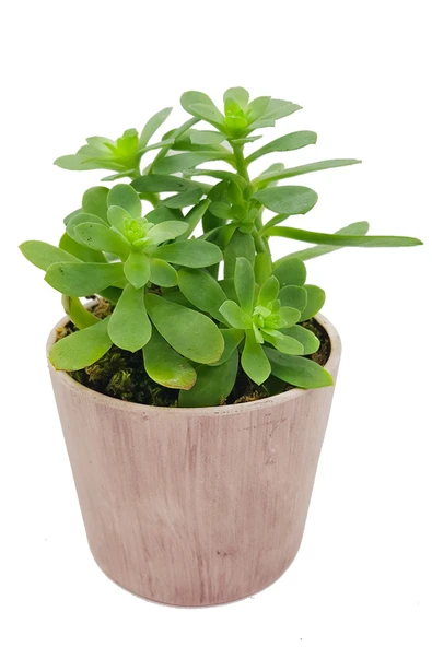 Vintage Seramik Saksıda Sedum Palmeri & Canlı Bitki Sukulent & Bakımı Kolay Bitki & 20-25 Cm - Resim 2