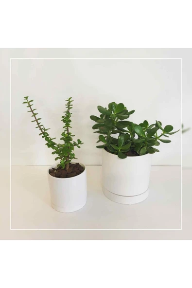 2 Çeşit Özel Saksıda 2 Tür Şans Para Çiçeği ürün görseli 1