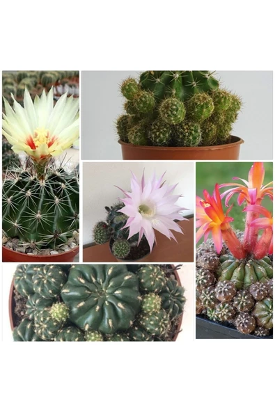 3 Çeşit Çiçek Açan 3 Adet Kaktüs ürün görseli 1