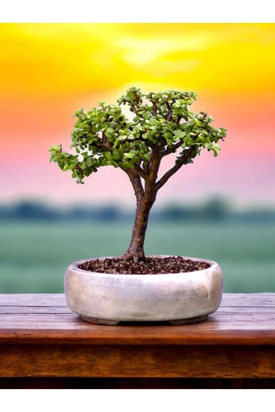 Bonsai saksısı ( Bonsai Hediyeli) - Resim 3