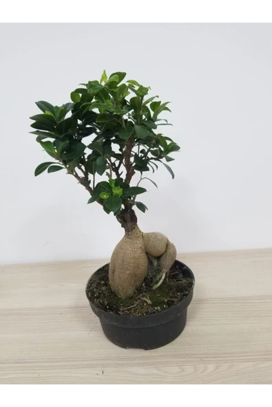 Bonsai - Resim 3