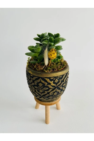 Siyah Mozaik Desenli Ayaklı Beton Saksıda Sukulent (crassula Springtime) Para Çiçeği - 3