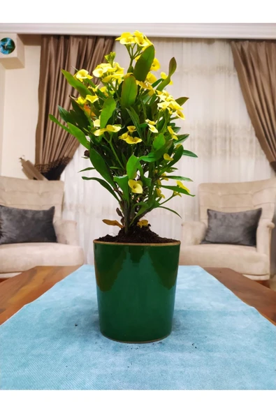 Dev Dikenler Tacı - Resim 2