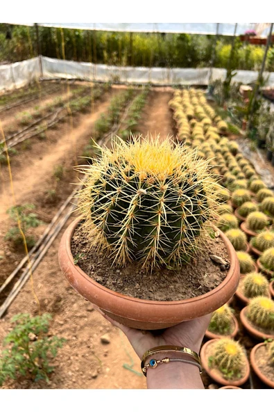 Echinocactus Grusonii 23cm ürün görseli