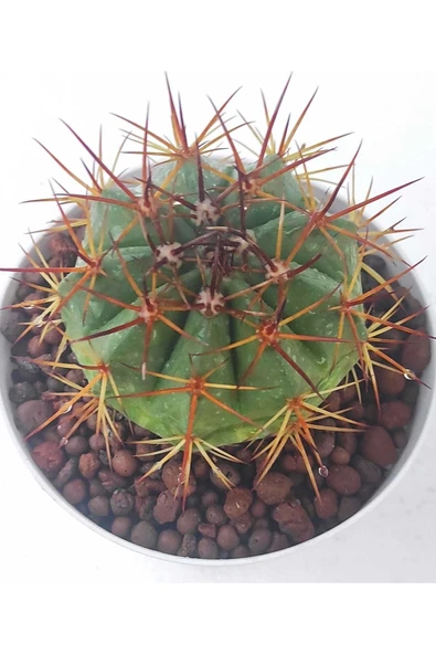 Melocactus--kaktüs - Resim 2