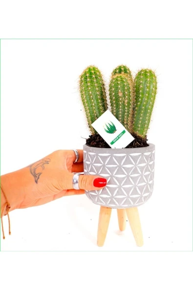 Hediyelik Kaktüs Özel Saksıda ürün görseli