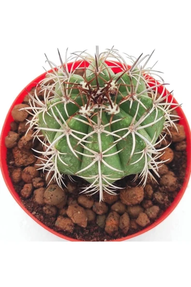 Melocactus Matannzanus-8.5 Cm Saksı-ref 24c/49 ürün görseli 1