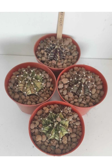 Dörtlü Gymnocalycium Mihanovichii Set ürün görseli