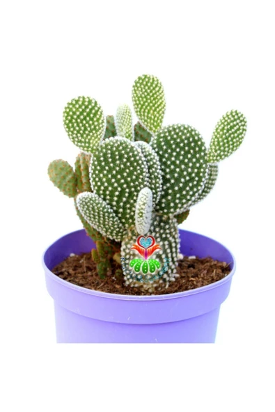 Dev Tavşan Kaktüs Opuntia Microdasys Ve Rufida--bir Saksıda İki Tür Opuntia 14 cm Saksıda - Resim 3