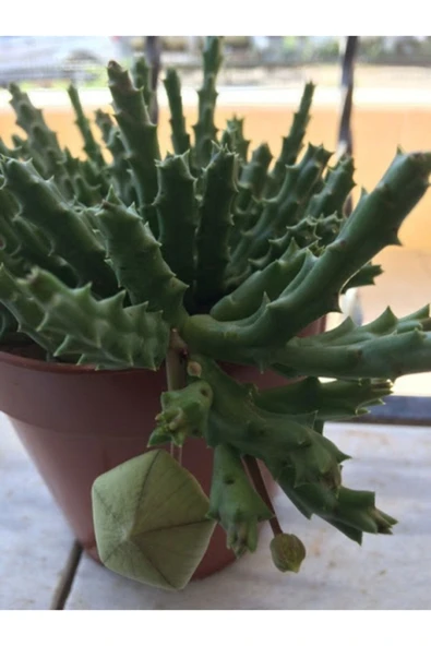 Leş Kaktüsü 10 Cm - Resim 3