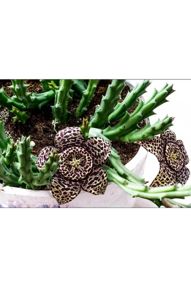 3 Çeşit Leş Kaktüsü 5.5 Saksıda - Resim 6